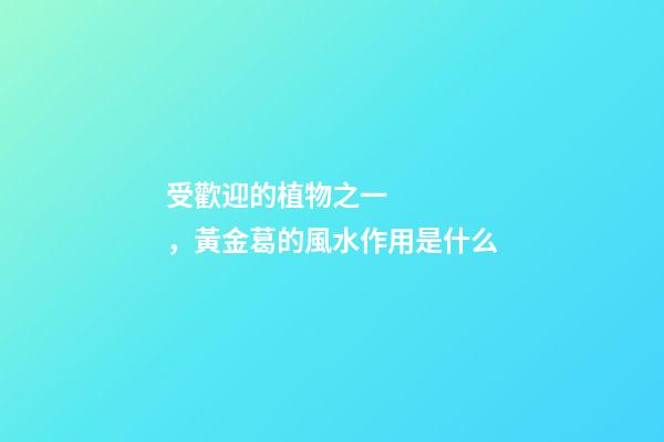 受歡迎的植物之一，黃金葛的風水作用是什么
